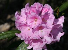 R.argyrophyllum AM